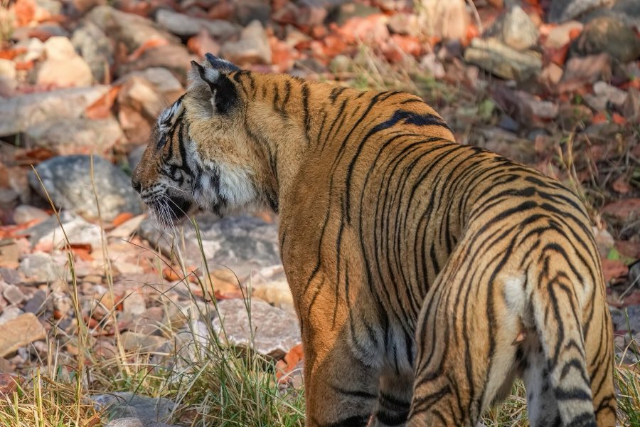 Bengal tiger in Ranthambore National Park